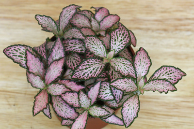 Фиттония Альбивенсис Розовая, горшок